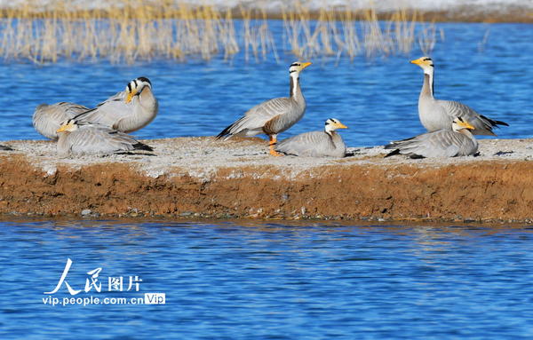 5月16日，甘肃省酒泉市阿克塞县海子湿地草原，斑头雁正在孵化。